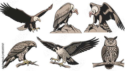 Modern vector illustration collection of birds of prey eagle, hawk, falcon, owl, venture, in flying and perching poses on white background, flat wildlife set with solid colors