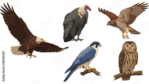 Modern vector illustration collection of birds of prey eagle, hawk, falcon, owl, venture, in flying and perching poses on white background, flat wildlife set with solid colors