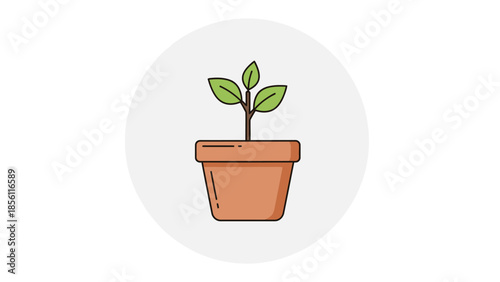 Small Green Plant in Terracotta Pot.