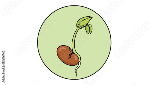 Germinating Seedling with Roots and Leaves.