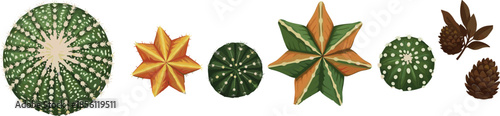 Top view cactus and succulent collection with star shaped plants pine cones botanical elements vector illustration isolated white background design