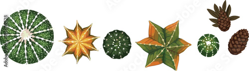 Top view cactus and succulent plants collection with star shaped forms and pine cones botanical vector illustration isolated white