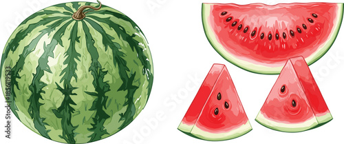 Fresh watermelon whole fruit with sliced wedges, juicy red flesh and green rind, summer food vector illustration isolated on white
