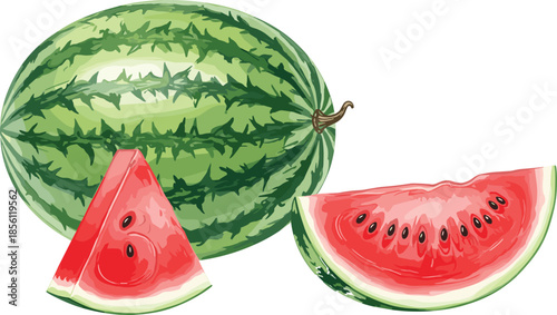 Fresh watermelon fruit with sliced pieces, juicy red pulp and green rind, summer food illustration vector isolated on white
