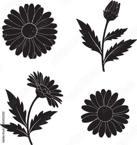 Black and white flower silhouettes featuring daisies and buds isolated on transparent background