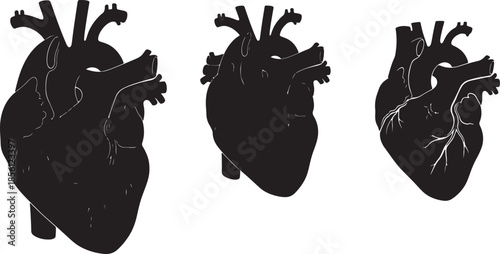 Silhouette of Three Hearts with Detailed Arteries and Veins Medical Illustration