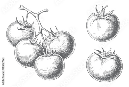 Hand drawn tomato varieties in retro botanical engraving composition.
