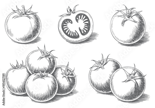 Hand drawn tomato varieties in retro botanical engraving composition.