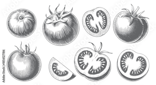 Hand drawn tomato varieties in retro botanical engraving composition.