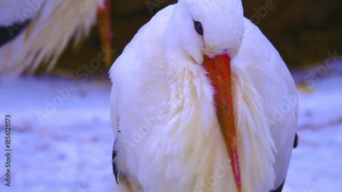 Close up of a Stork standing around in the winter on a snowy and cloudy january day
