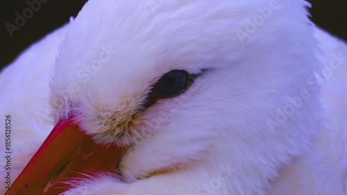 Close up of a Stork standing around in the winter on a snowy and cloudy january day