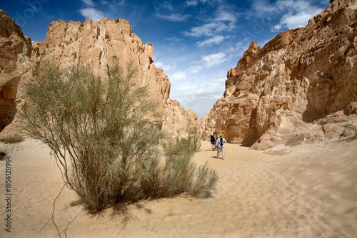 Narrow passage in White Canyon, Wadi Qunai, Sinai Peninsula, Egypt. Sunlit sandstone walls shaped by wind erosion in an arid desert landscape.