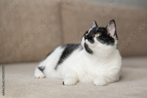 Black And White Cat Relaxing Comfortably On Couch At Home During Afternoon