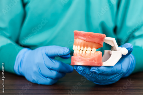 Photos A dentist in a green scrub top and blue gloves holds an anatomical model of a jaw with a full set of teeth