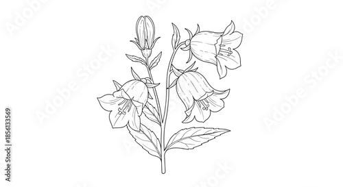 Fine line art drawing of a bellflower plant with multiple blossoms and buds provides a detailed botanical study for art and design projects.