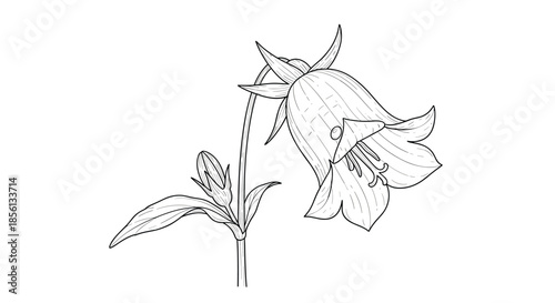 Detailed black and white line art illustration of a bellflower with a single bloom and a small bud on a slender stem with leaves.