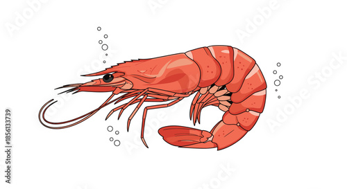 Detailed illustration of a large red shrimp swimming in water with small bubbles shown in a vibrant hand drawn style on white background.