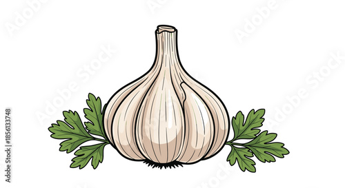 Whole fresh garlic bulb with white skin accompanied by two green parsley sprigs on each side in a detailed hand drawn illustration.