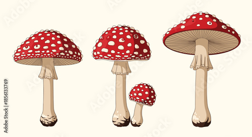 Three red and white spotted fly agaric mushrooms of different sizes shown in a detailed hand drawn illustration style on white.