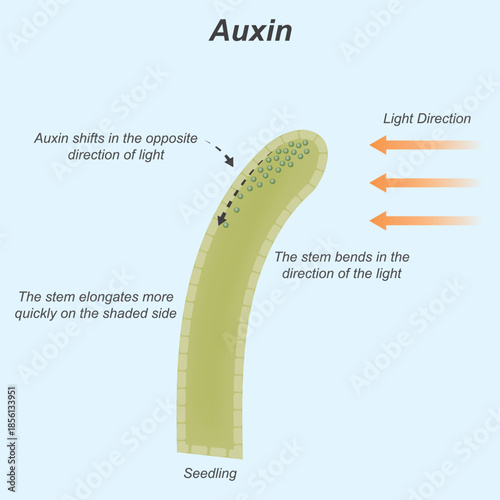 Auxin Plant Hormone Movement in Seedling Stem Vector Diagram for Phototropism Education