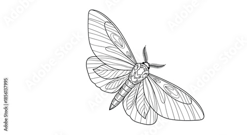 Detailed black and white line drawing of a moth with intricate wing patterns, showcasing its delicate features and feathery antennae.