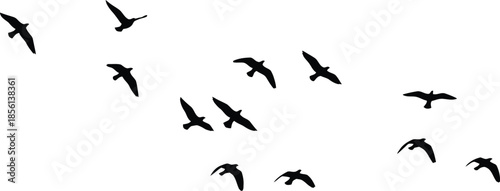 Flock of birds in flight against a white background