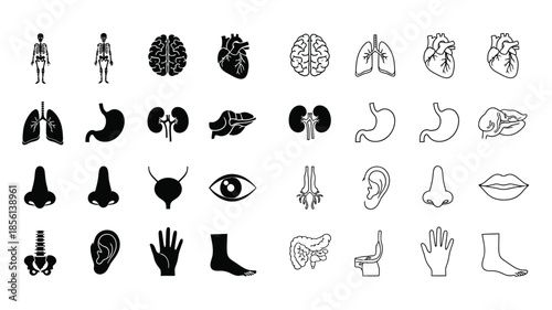 Anatomical illustrations human body organs skeletal structures and internal systems