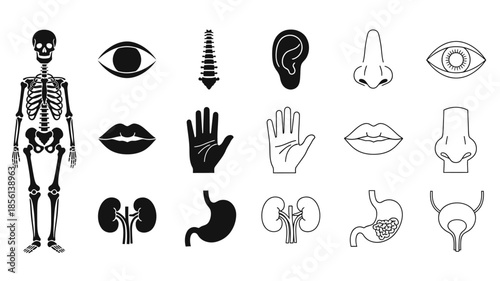 Anatomical illustration displaying various human body parts and the skeletal system