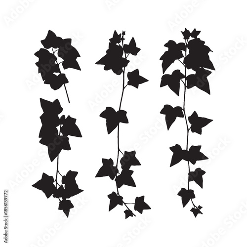Ivy Flower Silhouettes Collection