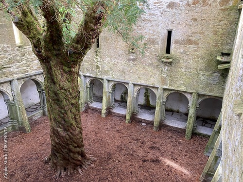 Abbaye de Muckross, un ancien monastère franciscain situé au cœur du parc national de Killarney, célèbre pour son cloître et son if centenaire
