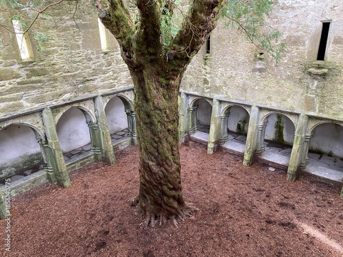 Abbaye de Muckross, un ancien monastère franciscain situé au cœur du parc national de Killarney, célèbre pour son cloître et son if centenaire