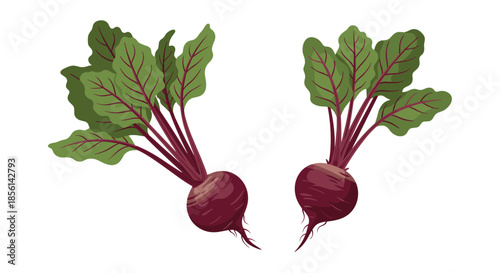 Two fresh organic beetroots with dark red roots and vibrant green leaves isolated on a white background for food marketing.