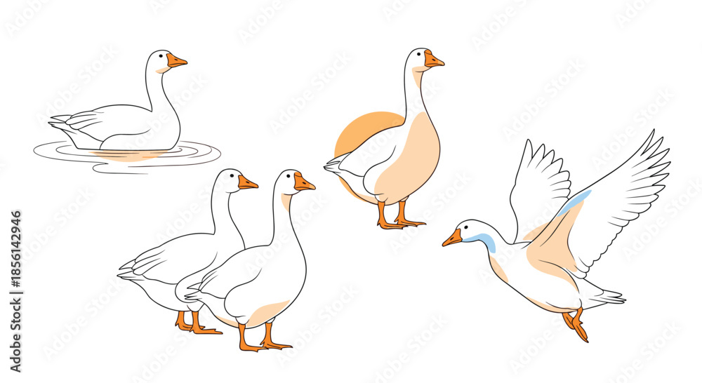 Obraz premium Collection of white geese in different poses, including swimming, standing, and flying, highlighting the graceful movement of these waterfowl.