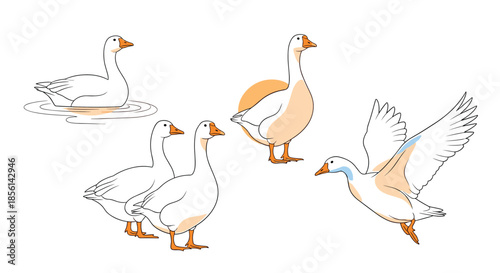Collection of white geese in different poses, including swimming, standing, and flying, highlighting the graceful movement of these waterfowl.