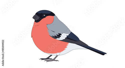 Beautiful bullfinch bird illustration with a bright red breast, grey back, black head, and detailed feathers on its wings.