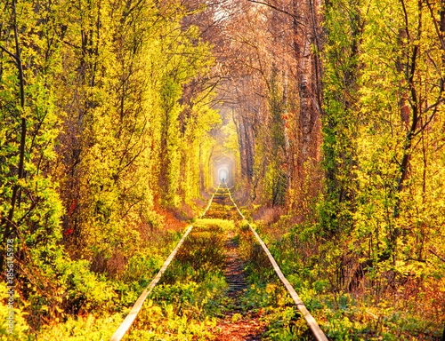 Autumn morning scenery in Tunnel of love - wonderful place created by nature. Popular travel destination in Ukraine. Klevan, Rivne region