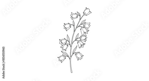 Elegant line drawing of a bellflower branch with numerous drooping blossoms and delicate leaves isolated on a white background for botanical art.
