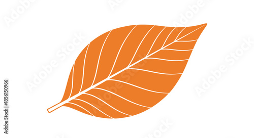 Simple orange leaf with prominent white veins and a stem isolated on a white background representing autumn foliage and seasonal changes in nature.