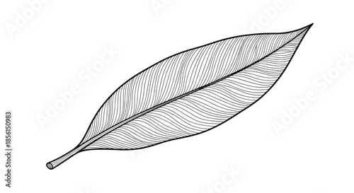 Detailed black and white engraving of a single elongated leaf with intricate veins and texture isolated on a white background for botanical study.