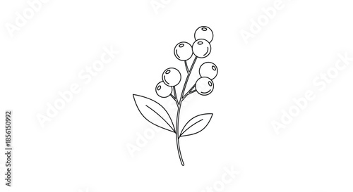 Minimalist line drawing of a berry branch with several round fruits and two leaves isolated on a white background for simple botanical design.