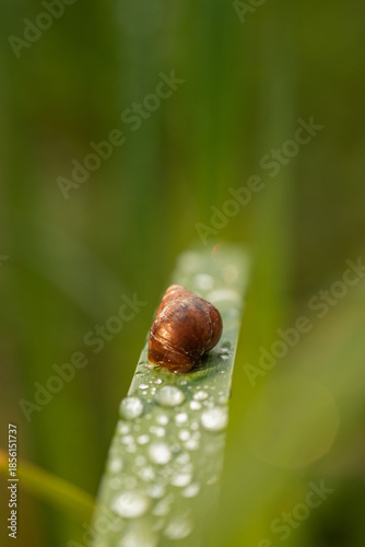 Droplets of Morning Dew Glisten on a Green Leaf as a Brown Snail Crawls Slowly Through Nature's Calm Embrace