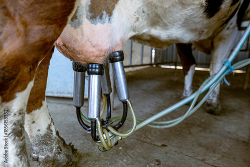 Fényképezés Automatic milking machine cluster attached to cow udder