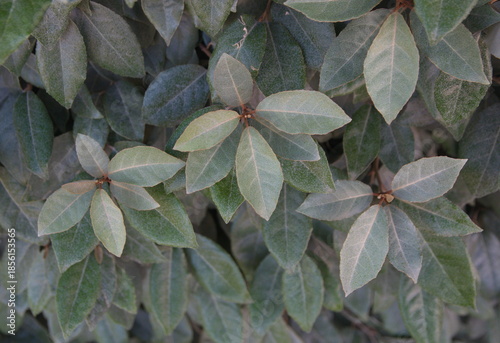 Foto Foliage of Elaeagnus pungens,  thorny olive, spiny oleaster and silverthorn, ole