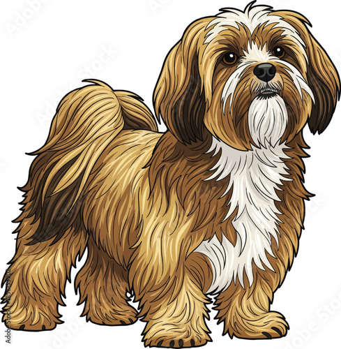 Lhasa Apso dog standing attentive cute looking up interaction pose