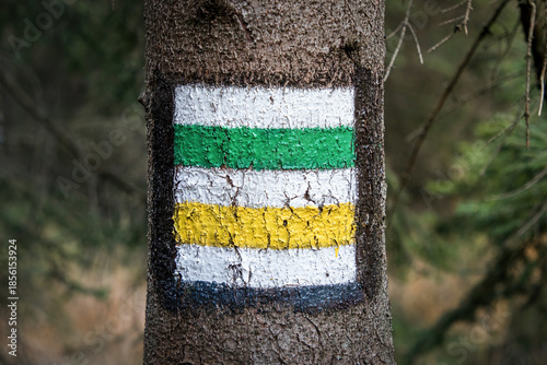 Green and yellow hiking trail markings painted on a tree trunk in a forest. Two routes in one place – a symbol of choice, direction and navigation.