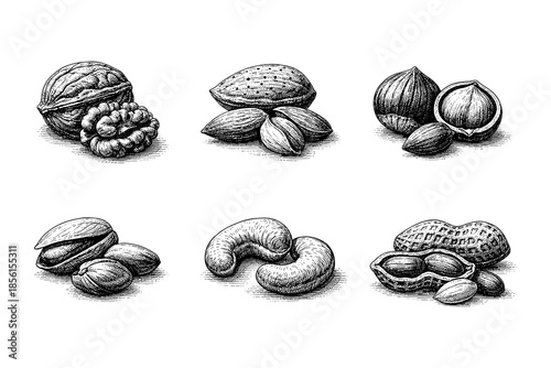 Hand drawn collection of various nuts in vintage style
