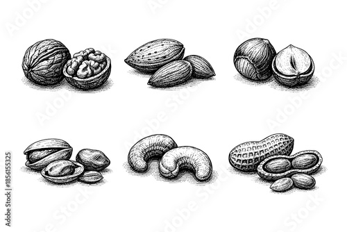 Hand drawn nut collection: vintage illustrations of walnuts, almonds, hazelnuts, pistachios, cashews, and peanuts