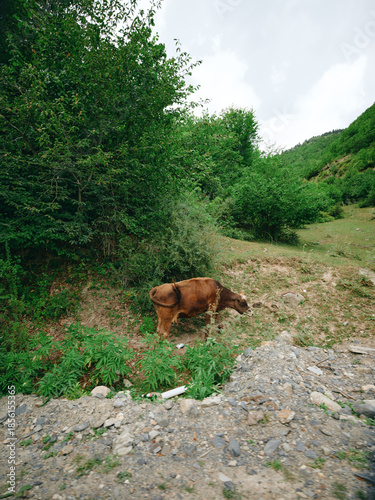Cow grazing on a hillside among lush trees and a rocky path, a tranquil countryside scene highlighting rural wildlife, expansive greenery, and natural terrain under open sky.