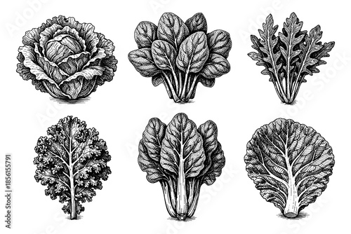 Vintage botanical engravings of leafy vegetable varieties in detailed line art