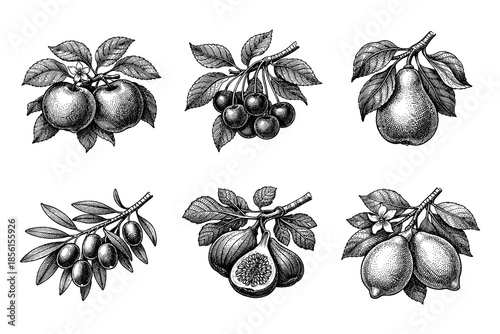 Vintage engraved botanical drawings of various fruit branches